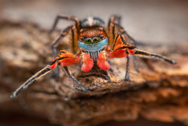 Habronattus americanus print