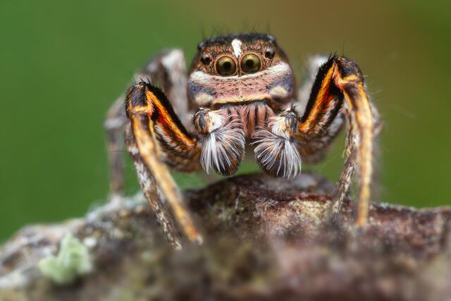Habronattus americanus print