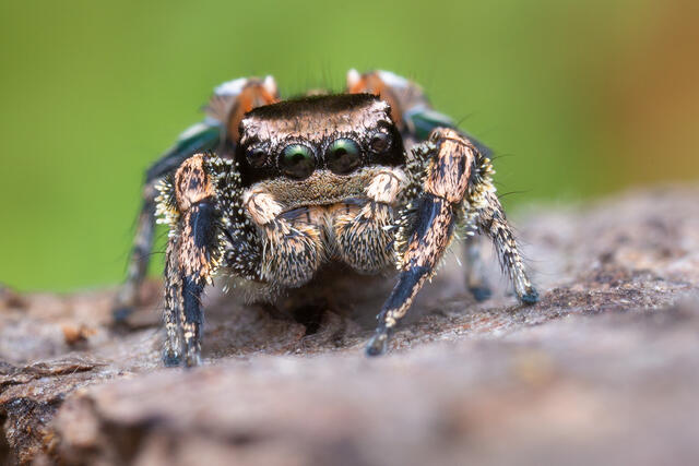 Habronattus brunneus print