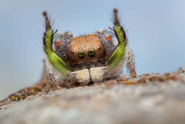 Habronattus calcaratus maddisoni print