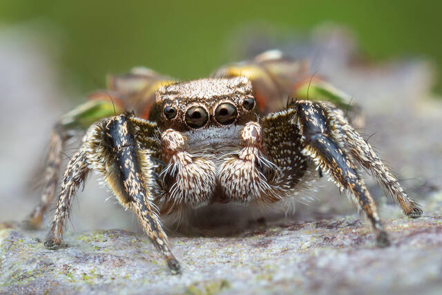 Habronattus cuspidatus print