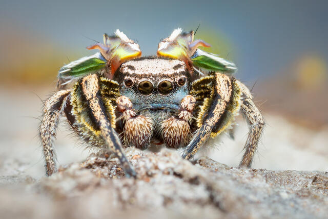 Habronattus cuspidatus print