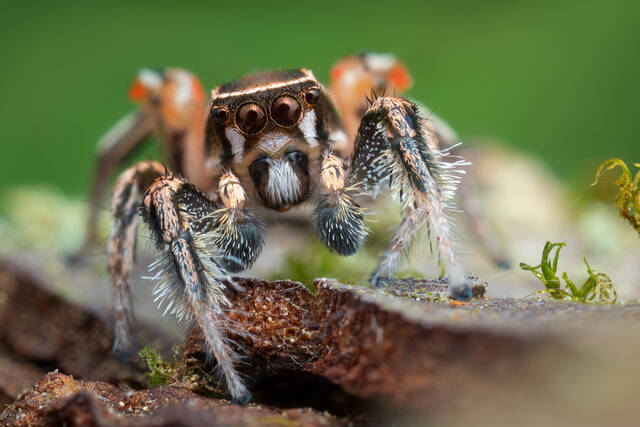 Habronattus formosus print