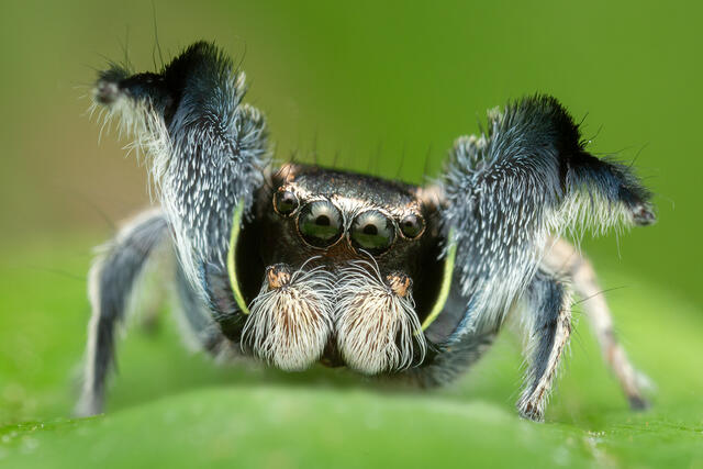 Habronattus hirsutus print