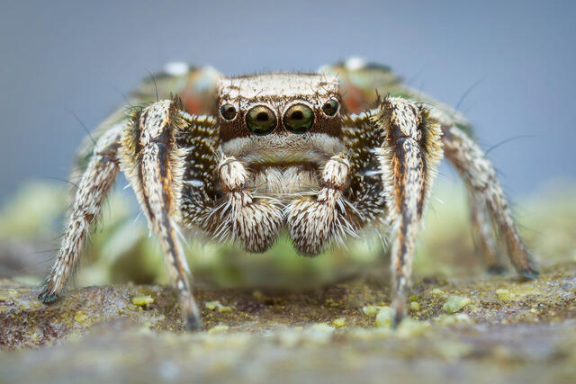 Habronattus klauseri print