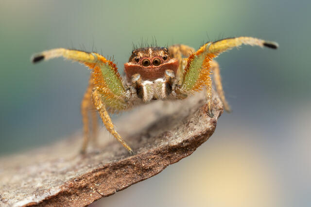 Habronattus mustaciata print