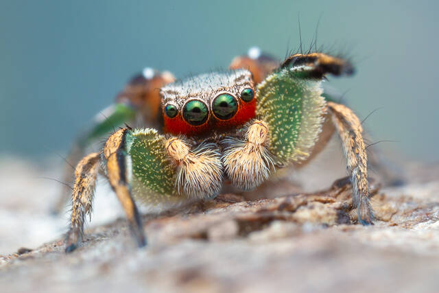 Habronattus pyrrithrix print