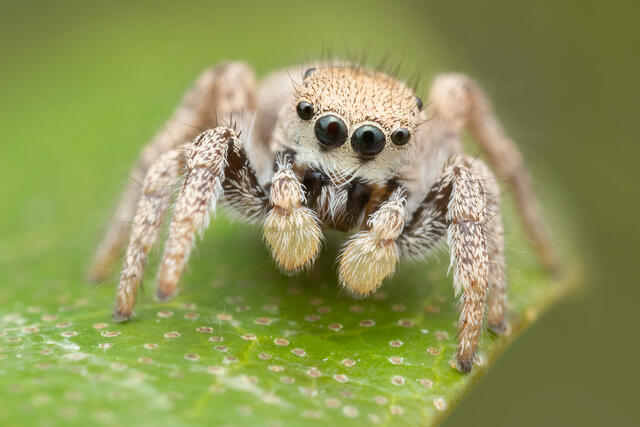 Habronattus (Rio Grande) print
