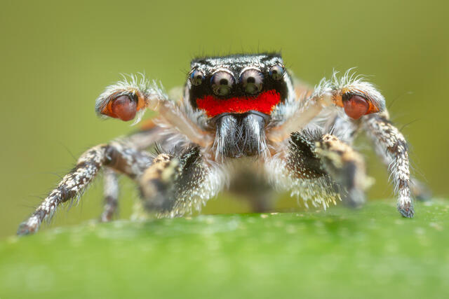 Habronattus sabulosus print