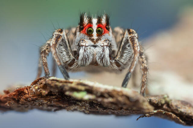 Habronattus sansoni print