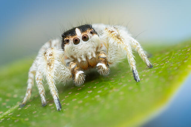 Habronattus tarsalis print