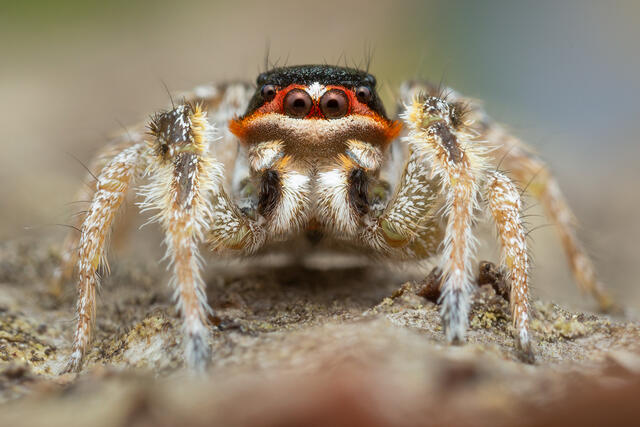 Habronattus tarsalis print