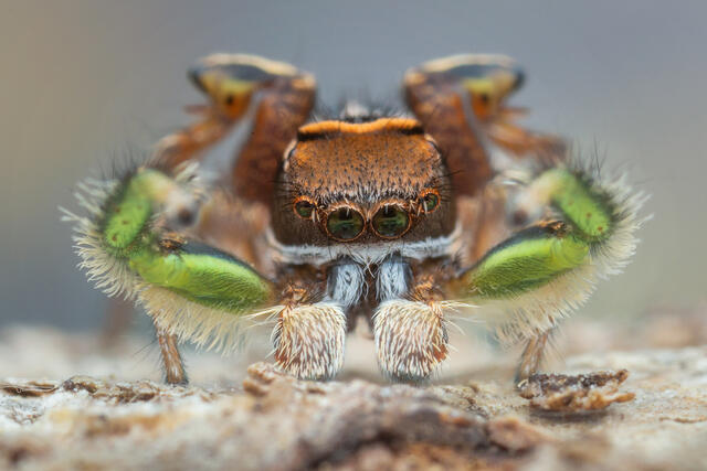 Habronattus viridipes print