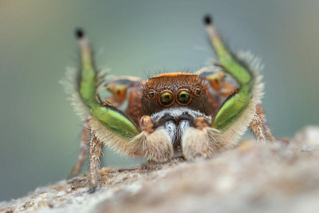 Habronattus viridipes print