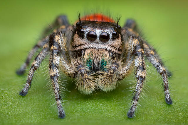 Phidippus pheonix print