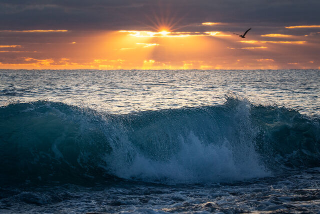 Pelican at Dawn print