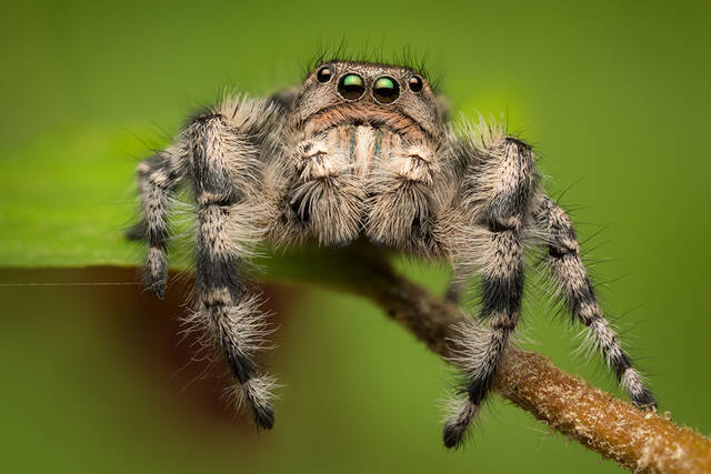 Phidippus adumbratus (male) print