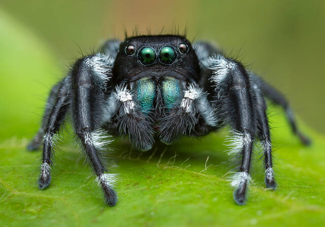 Phidippus carneus print