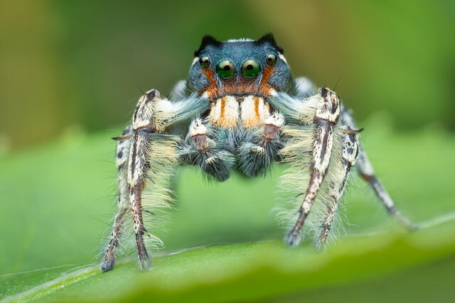 Phidippus putnami print