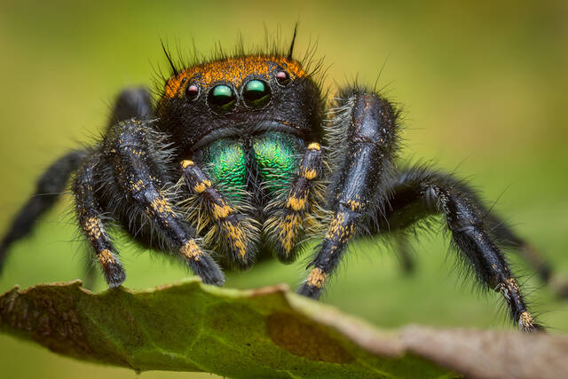 Phidippus apacheanus print
