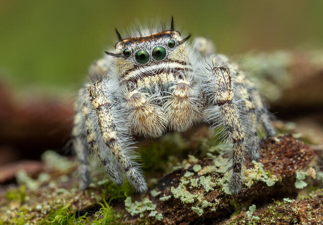 Phidippus comatus print