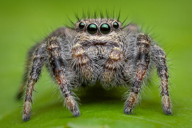 Phidippus octopunctatus print