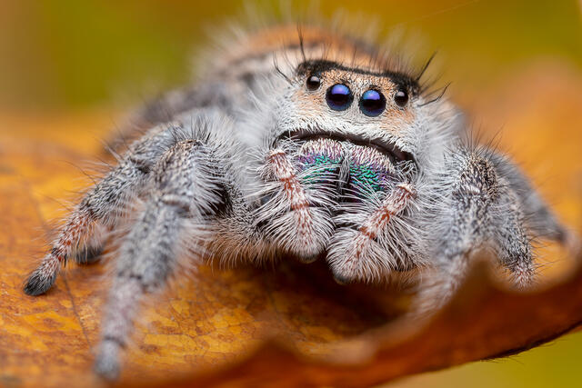 Phidippus regius print