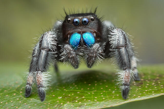 Phidippus regius print