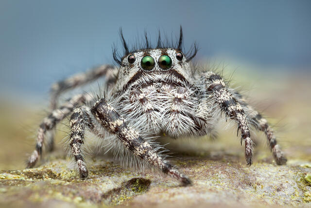 Phidippus tigris print