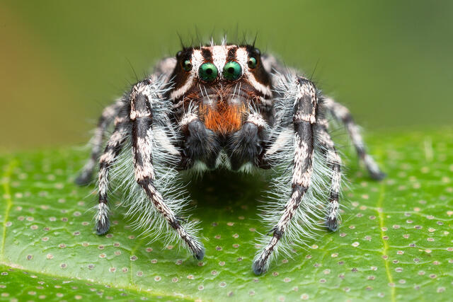 Phidippus tigris print