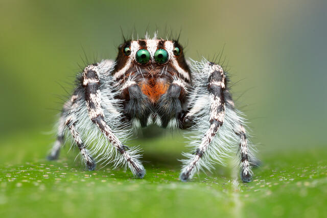 Phidippus tigris print