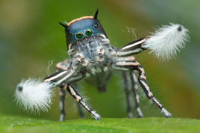 Phidippus toro print