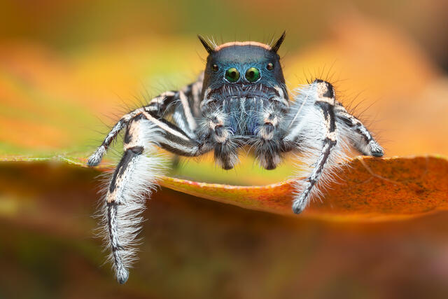 Phidippus toro print