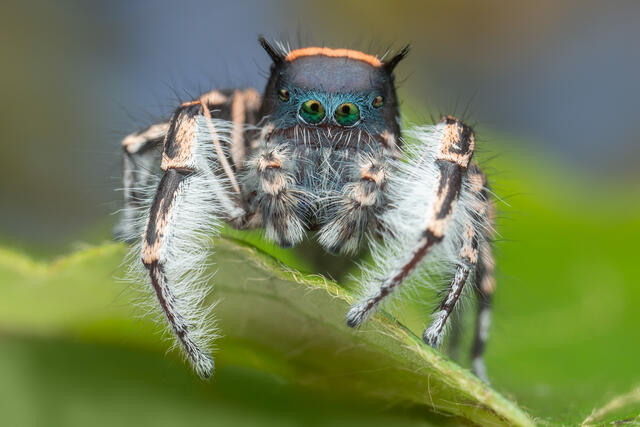 Phidippus toro print