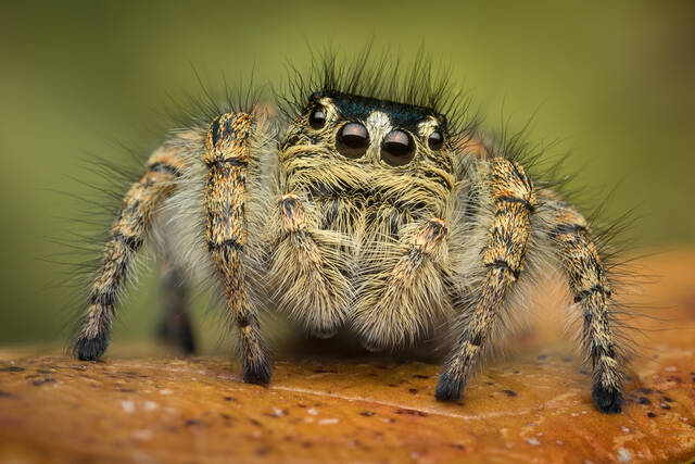 Philaeus chrysops (adult female) print