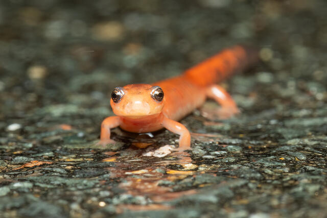 Red-backed Salamander print