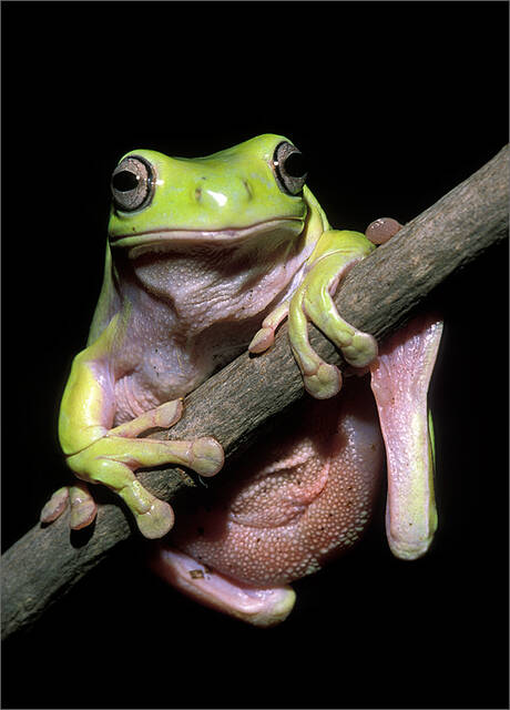 White's Treefrog print