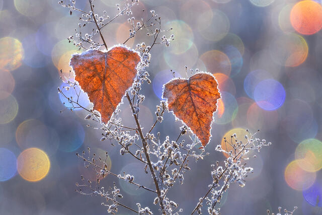 Warm Hearts II print