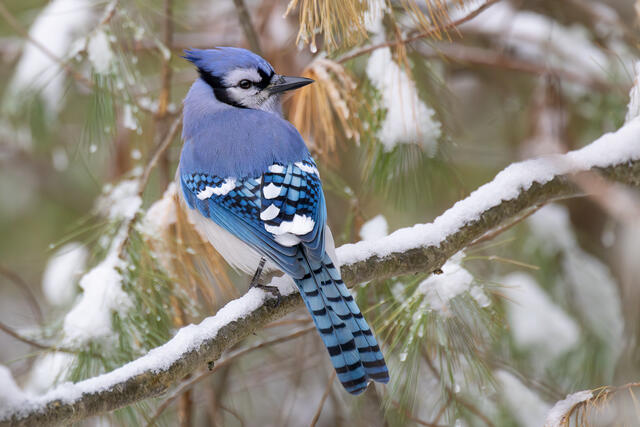 Blue Jay print
