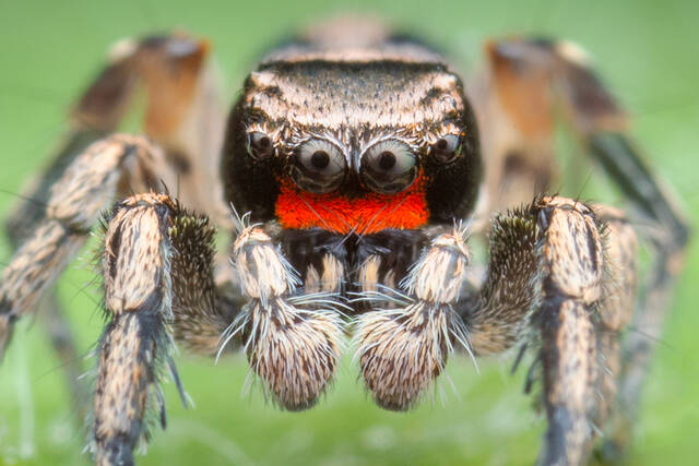 Habronattus coecatus print