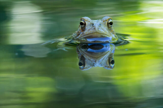 American Toad print