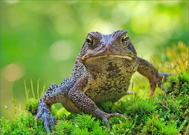 American Toad print