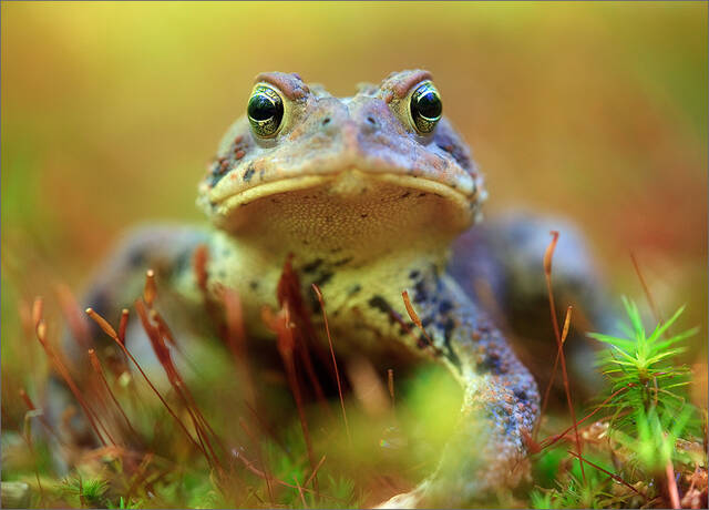American Toad print