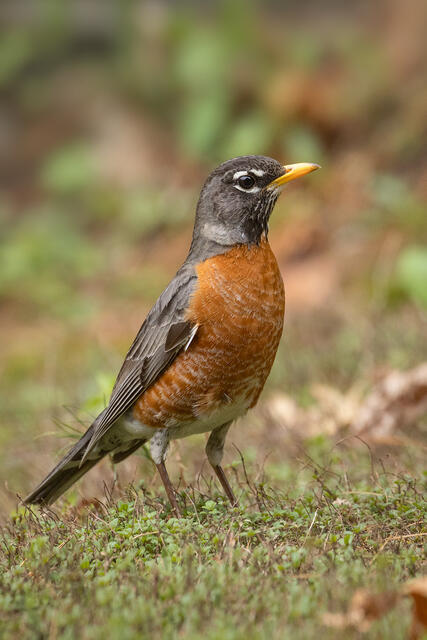 American Robin print