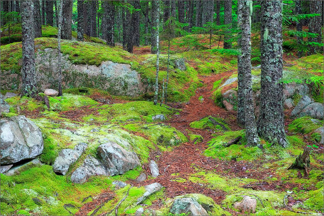 Ancient Forest print