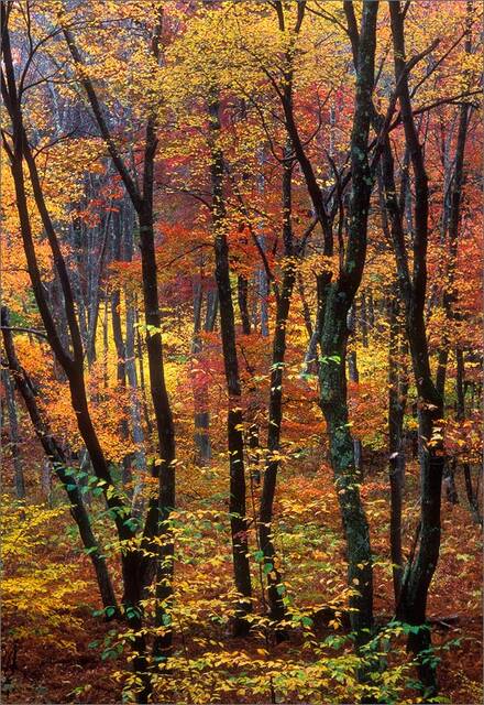 Autumn Candy print