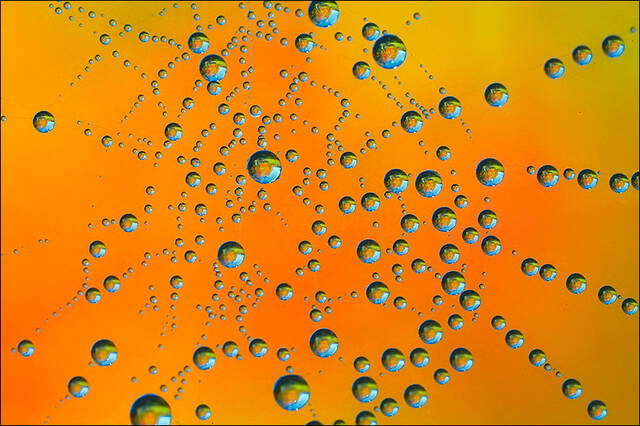 Autumn Dew print