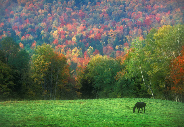 Autumn Grazing print