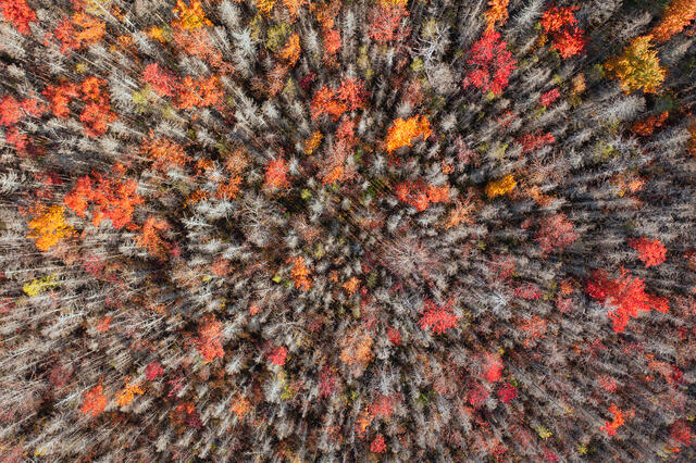 Autumn Infinity print