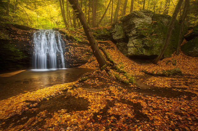 Autumn Carpet print